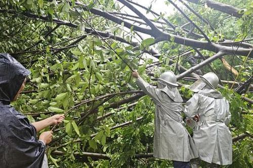 Quận Hà Đông ước thiệt hại khoảng 35 tỷ đồng từ cơn bão số 3