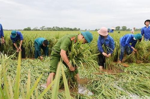 Công an, dân quân lội ruộng 'cứu lúa' giúp dân