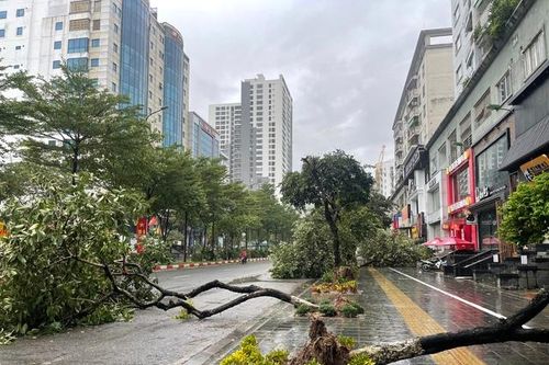 Nhân viên cây xanh Huế 'chi viện' Hà Nội khắc phục hậu quả bão số 3