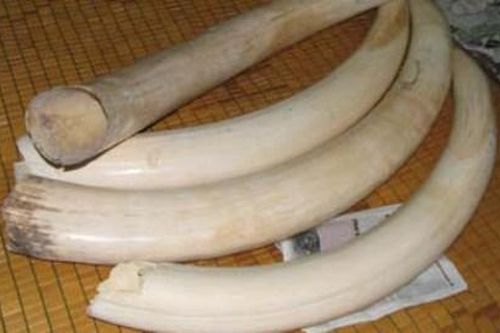 Khám xét nơi ở đối tượng vận chuyển trái phép ngà voi Châu Phi