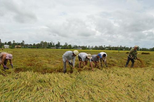 Bạc Liêu: Khẩn trương thu hoạch hàng ngàn ha lúa bị đổ ngã do ảnh hưởng bão số 3