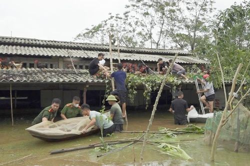 Ba Vì: chính quyền giúp dân di dời vật nuôi, hoa màu khỏi nơi ngập úng