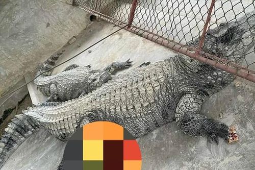 Bắt giữ thành công 2 con cá sấu sổng chuồng trong lũ tại Yên Bái