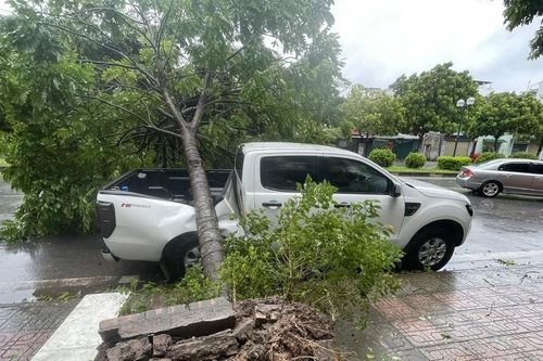 Góc nhìn 365: Khoảng trống của cây xanh