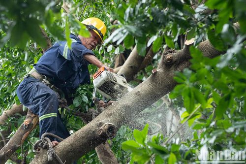 Ngày đêm hỗ trợ Hà Nội xử lý cây xanh ngã đổ sau bão số 3