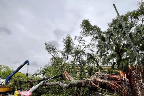 Diễn biến bão số 3 (Yagi): Tan hoang trước hung thần đến từ biển