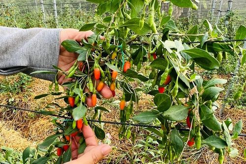 Nhóm tác giá trường Sư phạm nhân giống cây kỷ tử