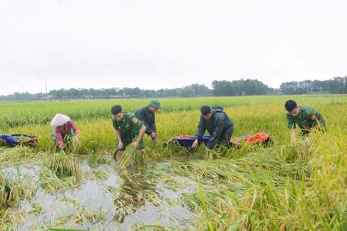 Xuống đồng giúp dân gặt lúa sau bão số 3