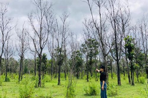 Gia Lai: Chấm dứt dự án trồng cao su vì doanh nghiệp không thực hiện dự án và nghĩa vụ tài chính