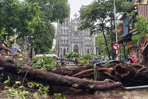 'Hồi sinh' cây xanh bị gãy đổ do bão, Hà Nội phải làm gì?