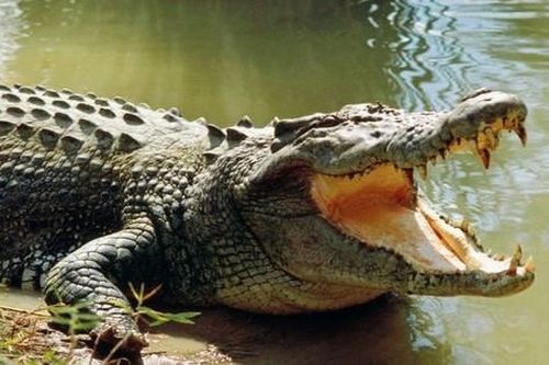 Bản tin 8H: Xôn xao hai con cá sấu trên 100 kg sổng chuồng do ngập úng ở Yên Bái