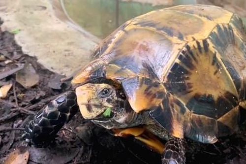 Người dân giao nộp rùa núi vàng, trăn quý hiếm