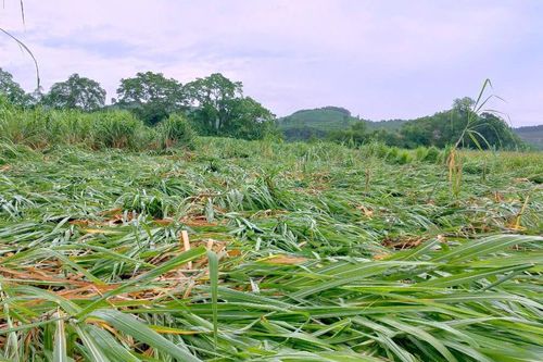 Hàng trăm ha mía đổ rạp sau mưa lốc tại huyện Anh Sơn