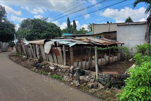Nhiều khó khăn trong di dời các cơ sở chăn nuôi ra khỏi khu dân cư