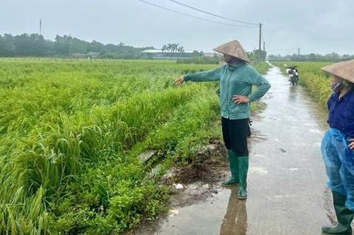 Nông dân Hà Nội trước nỗi lo mất trắng sau bão lũ