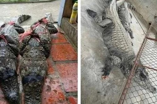 Bắt thành công 2 con cá sấu sổng chuồng ở Yên Bái
