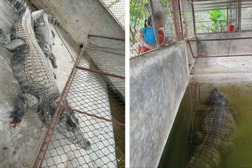 Xôn xao thông tin 2 con cá sấu nặng hơn 100 kg sổng chuồng do lũ