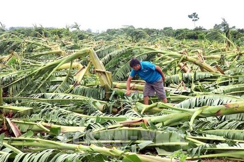 Khẩn trương khắc phục sản xuất trồng trọt sau bão số 3