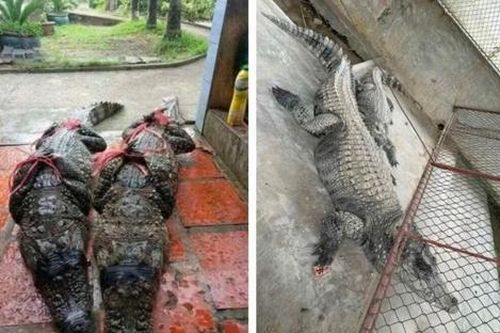 Đã bắt 2 cá sấu nặng hơn 100kg sổng chuồng trong lũ ở Yên Bái