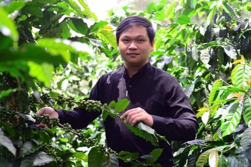 Chàng trai 8x lên phố núi Đà Lạt liên kết với các nông hộ trồng 100ha cà phê hữu cơ