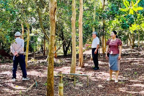 Trồng cây mắc ca: Đa lợi ích