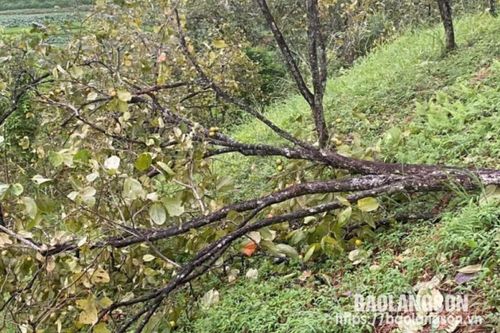 Văn Lãng: Gần 8.000 cây hồng Vành khuyên bị gãy đổ do ảnh hưởng của mưa bão