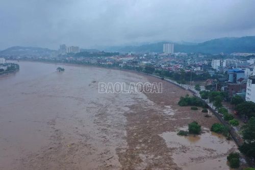 Củi rác trôi 'phủ kín' mặt nước sông Hồng