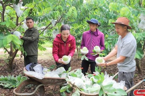 Mai Sơn vào vụ thu hoạch na