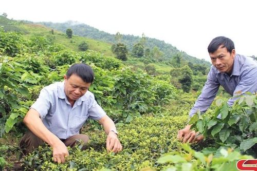 Phổng Lập chuyển đổi cơ cấu cây trồng