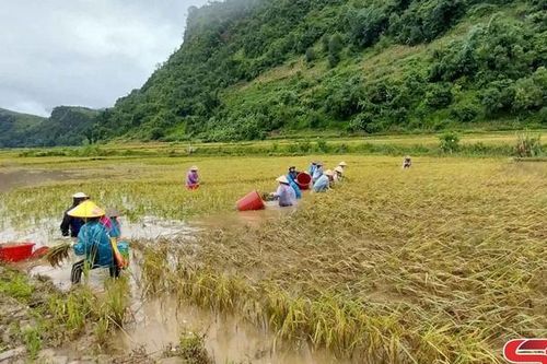 Giúp dân thu hoạch lúa sau bão ở Ngọc Chiến