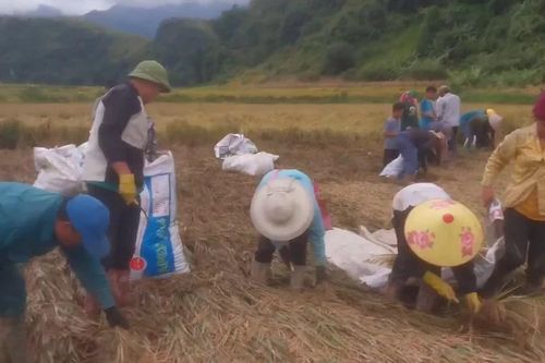 Người dân Sơn La giúp nhau gặt lúa chạy đua với lũ