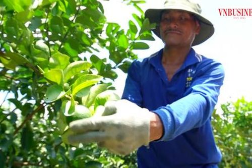 Bán chanh, gạo, thanh long đi khắp thế giới, nông dân Long An thu bộn tiền
