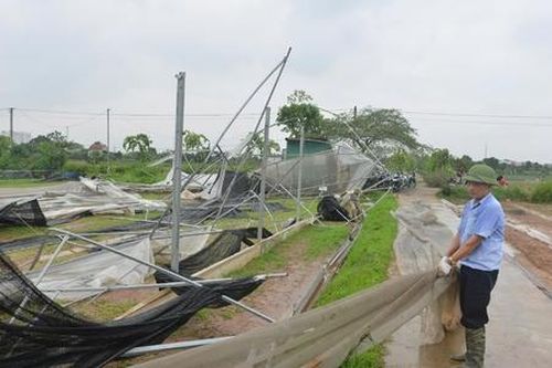 HTX trước nỗi lo mất trắng vì mưa bão