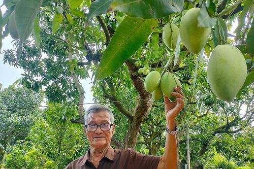 Vườn đầu dòng xoài cát Hòa Lộc được công nhận, mở cơ hội cho HTX phát triển
