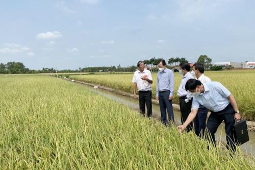 Hiệu quả từ mô hình sản xuất hữu cơ ở Sóc Trăng