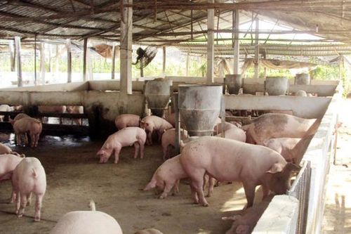 Phạt 3 công ty chăn nuôi hơn 2,3 tỷ đồng vì gây ô nhiễm môi trường