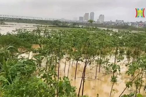 Lệnh báo động lũ trên sông Hồng