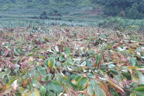 Khẩn trương khắc phục diện tích hoa màu ngập úng