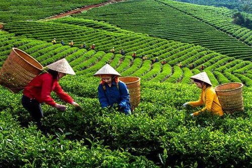 Thúc đẩy sắp xếp, đổi mới, nâng cao hiệu quả hoạt động công ty nông, lâm nghiệp