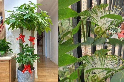 5 loại cây cảnh hiếm khi có hoa nhưng hễ hoa nở là được coi như báu vật