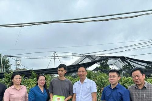 Hội Nông dân thành phố hỗ trợ hội viên nông dân thiệt hại nặng nề do bão số 3