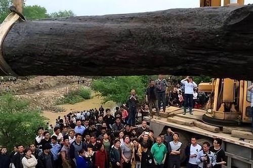 Đào được khúc gỗ đen sì dài hơn 30m, nặng 60 tấn, tỏa ra mùi thơm, anh nông dân sốc khi nghe chuyên gia phán: 'Nó đáng giá hàng chục tỷ đồng'