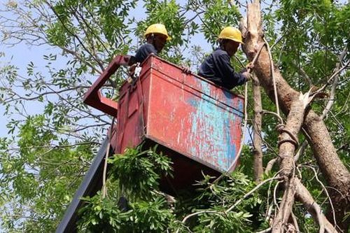 Cắt tỉa cây xanh trong mùa mưa bão