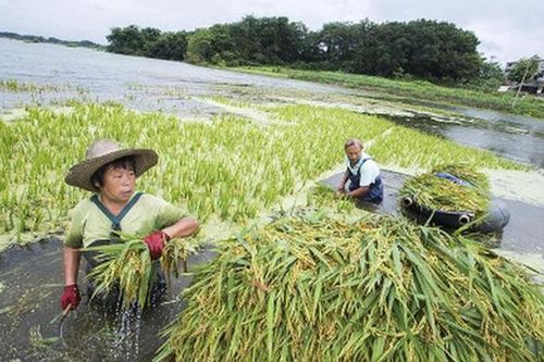 Thiên tai hoành hành đe dọa an ninh lương thực thế giới