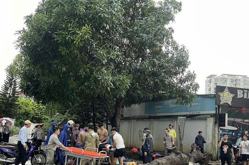 Người bị thương vong do cây đổ trong mưa bão có được bồi thường?