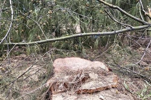 Hà Tĩnh: săn bắt chim di cư, nguy cơ xâm hại rừng phòng hộ ven biển