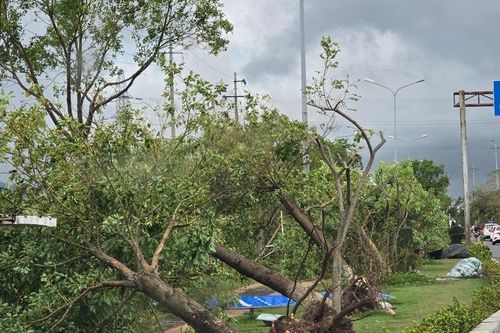 Hải Phòng: tích cực thu dọn vệ sinh, cây gẫy đổ sau bão
