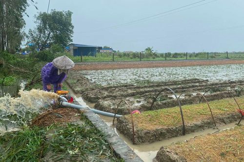 Hải Dương khắc phục thiên tai để ổn định sản xuất.