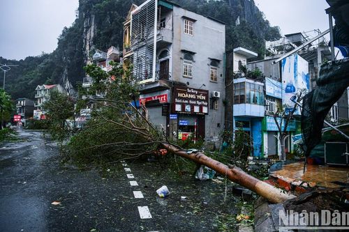 Quảng Ninh: Bão số 3 khiến 17 người thiệt mạng, 536 người bị thương
