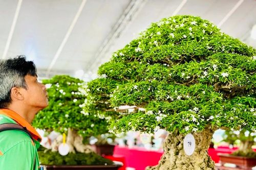 Hội thi triển lãm sinh vật cảnh TPHCM